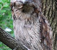 tawny frog mouth owl
