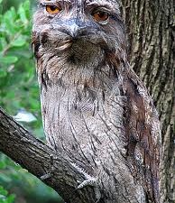 tawny frog mouth owl