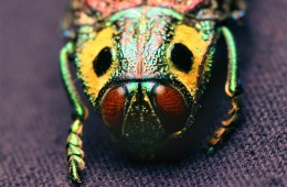 madecassia_rothschildi-jewel-beetle