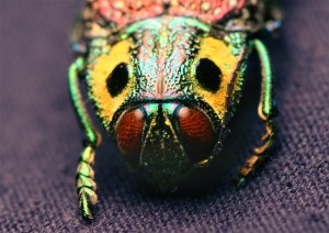 madecassia_rothschildi-jewel-beetle