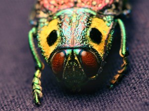 madecassia_rothschildi-jewel-beetle